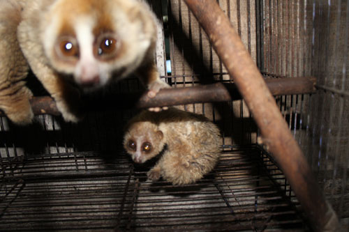 SCORPION, ISCP, and SPORC Rescue 2 Slow Lorises in Balige, Sumatra (March 24, 2016)